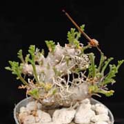 pelargonium ceratophyllum